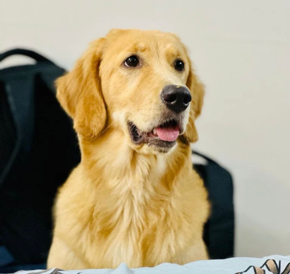 Pet on live consultation video call