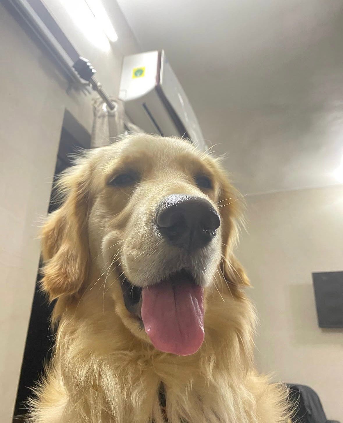 Vet video tile during consultation